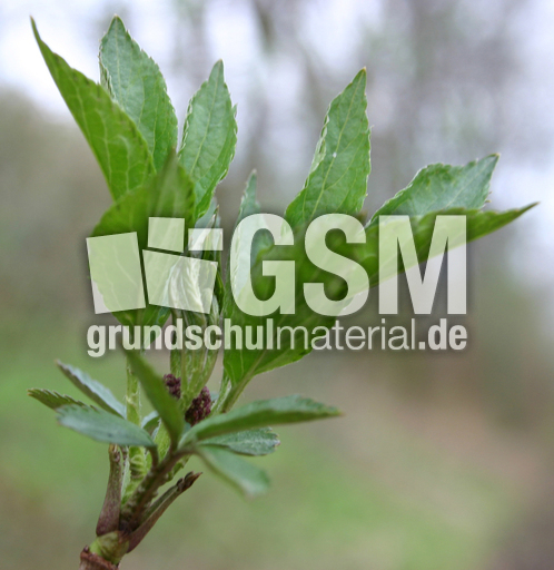 Erstes-gruen-2.jpg